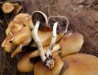 Hypholoma capnoides image