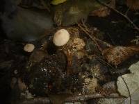 Flammulaster carpophilus var. subincarnatus image