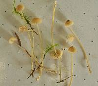 Mycena clavicularis image