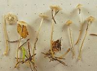 Mycena clavicularis image