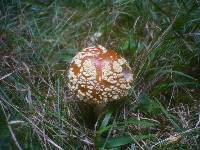 Amanita regalis image