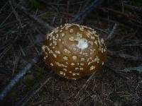 Amanita regalis image