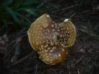 Amanita regalis image