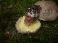 Boletus calopus image