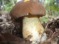 Boletus fragrans image