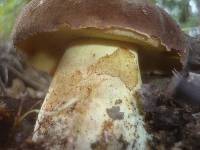 Boletus fragrans image