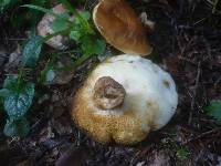 Gyroporus castaneus image