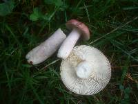 Russula sanguinaria image