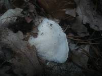 Tyromyces kmetii image