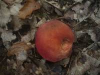 Boletus rubellus image