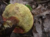 Boletus rubellus image