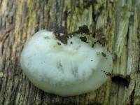 Crepidotus alabamensis image