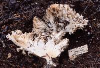 Ramaria flavobrunnescens image