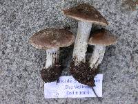 Cortinarius flavobasilis image