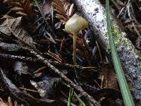 Psilocybe pelliculosa image