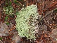 Cladonia subtenuis image