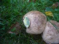 Boletus radicans image