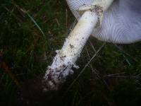 Amanita muscaria subsp. muscaria image