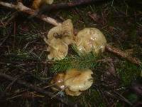 Pholiota spumosa image