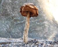 Battarrea phalloides image