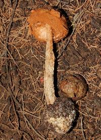 Battarrea phalloides image
