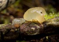 Tremella globispora image