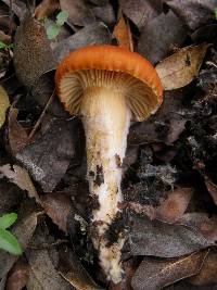 Hygrophorus nemoreus image