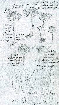 Tubaria conspersa image