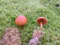 Galerina platyphylla image