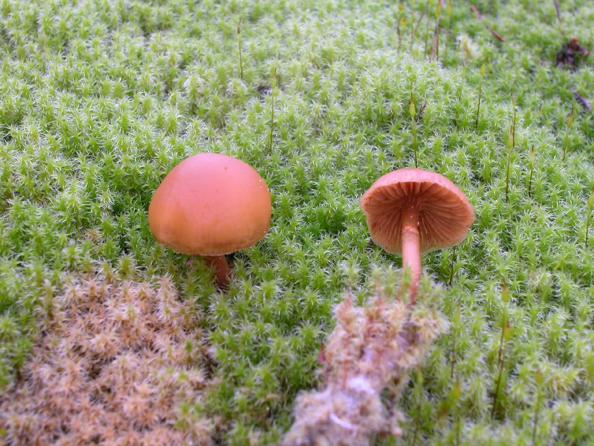 Galerina platyphylla image