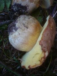 Boletus subappendiculatus image