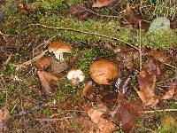 Inocybe glabrescens image