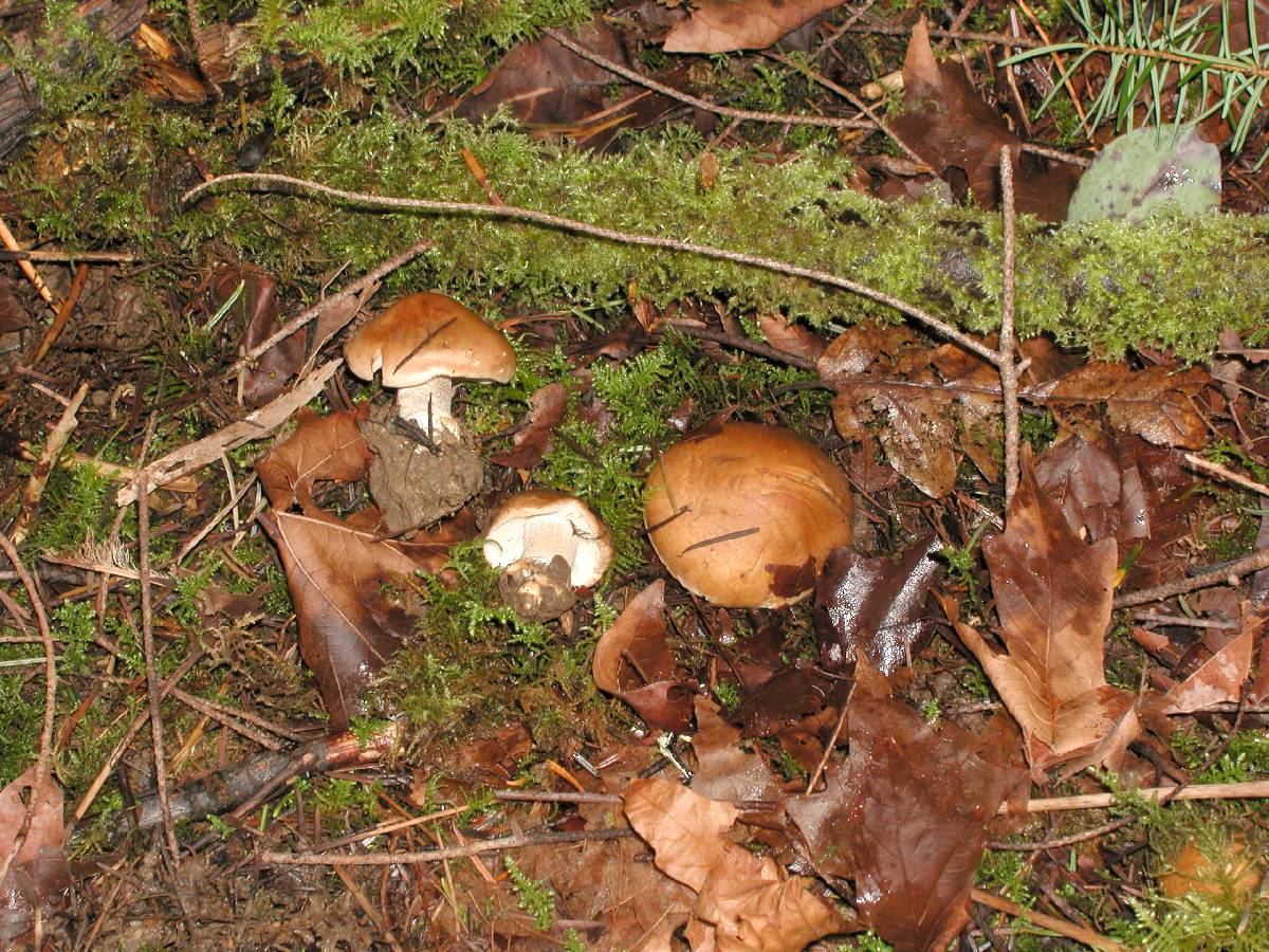 Inocybe glabrescens image