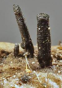 Glyphium elatum image