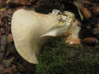 Entoloma sinuatum image