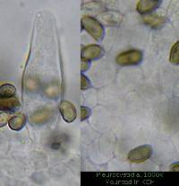 Psathyrella longistriata image