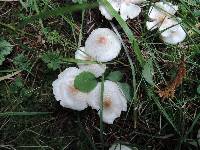 Lepiota cristata image