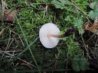 Lepiota cristata image