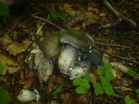 Tricholoma saponaceum image