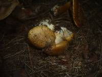 Cortinarius elegantior image