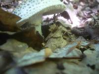 Amanita echinocephala image