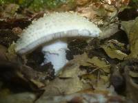 Amanita echinocephala image