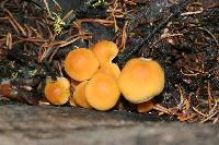 Hypholoma capnoides image