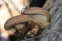 Tapinella atrotomentosa image