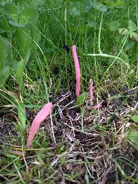 Clavaria rosea image