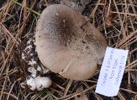 Tricholoma vernaticum image