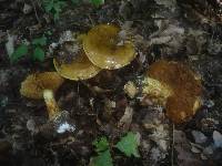 Cortinarius quercilicis image