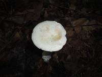 Clitocybe candida image