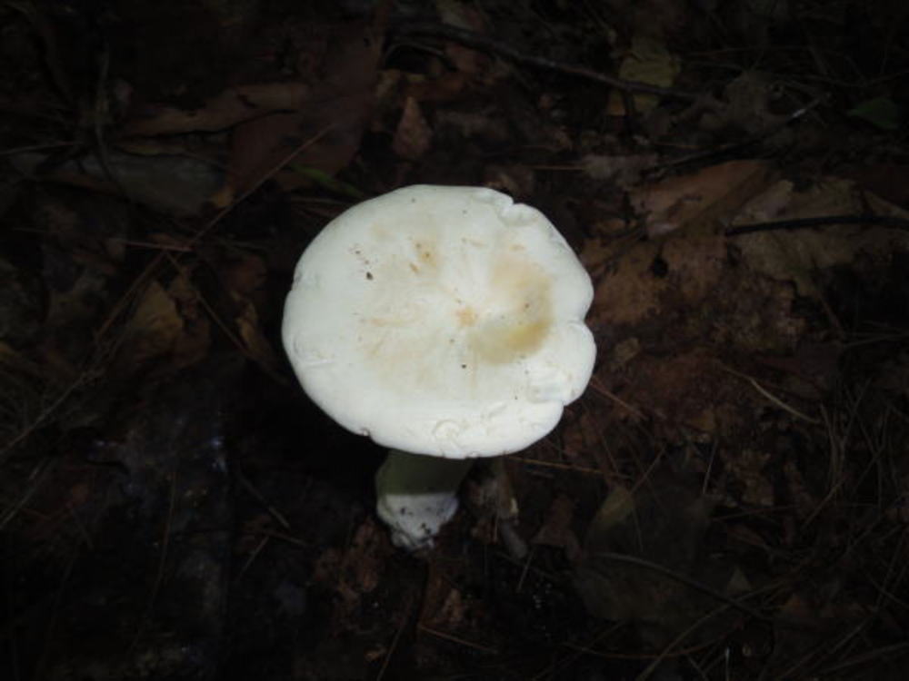 Clitocybe candida image