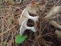 Clitocybe phyllophila image